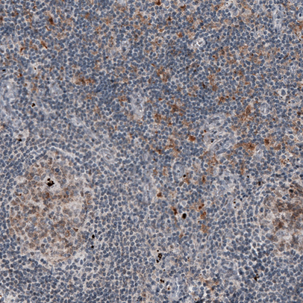 Anti-MKL1, clone CL4281