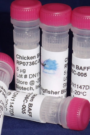 BAFF (TNFSF13B), chicken recombinant (rchBAFF)