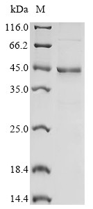 NAD (+) hydrolase SARM1 (SARM1), partial, human, recombinant