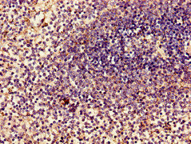 Anti-MYL2