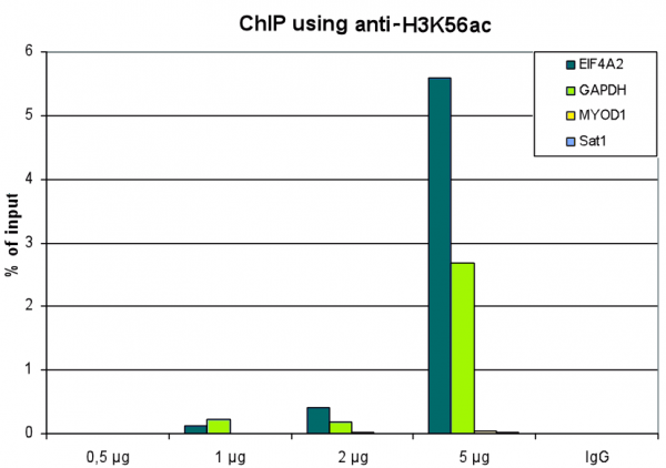 Anti-H3K56ac