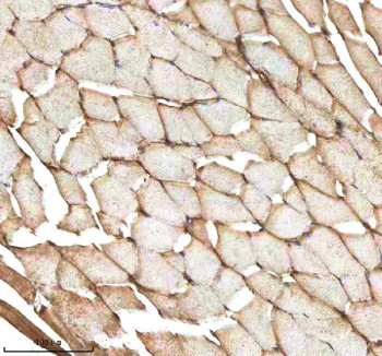 Anti-Zebrafish Mmp9 / Matrix metalloproteinase 9