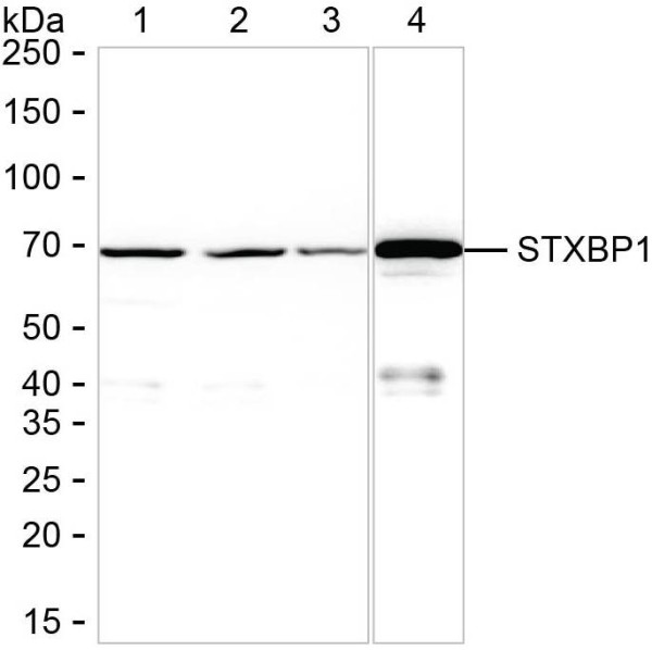 Anti-Syntaxin Binding Protein 1