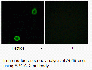 Anti-ABCA13