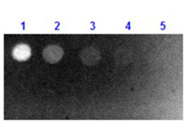 Anti-Biotin [Goat], Fluorescein conjugated Fab fragment