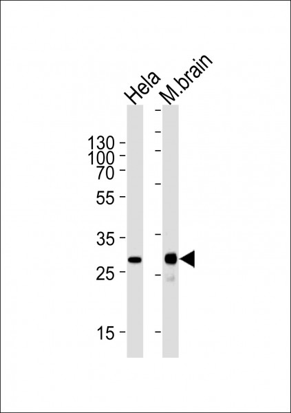 Anti-CDK5, clone 1321CT281.130.129