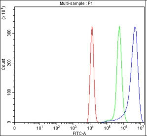 Anti-MYO1G / Myosin 1G