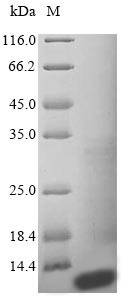 Protein S100-A14 (S100A14), human, recombinant