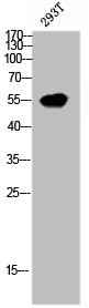 Anti-MDM4