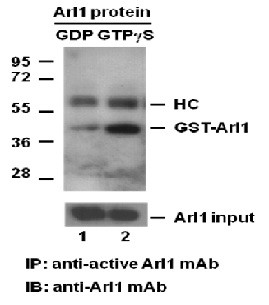 Anti-active Arl1, monoclonal