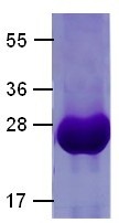 Cdc42 G12V mutant (Cell division cycle 42, G25K, CDC42Hs), human, recombinant full length, His6-tag