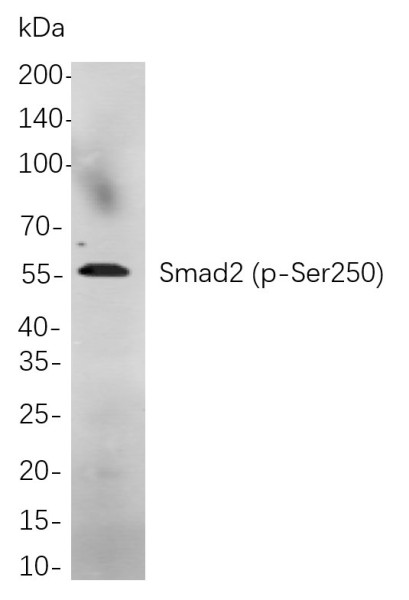 Anti-Recombinant Phospho-Smad2 (Ser250), clone 5F10