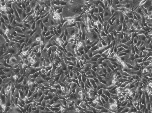 NRK-EGFP2-Nup50 Cells