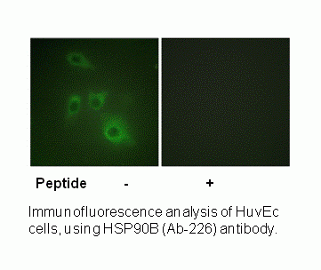 Anti-HSP90B (Ab-226)