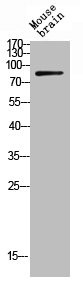 Anti-Phospho-BCL6 (S333)