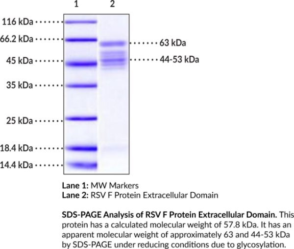 RSV F Protein Extracellular Domain (Strain RSS-2) (recombinant)