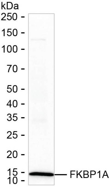 Anti-FKBP12 (recombinant antibody)
