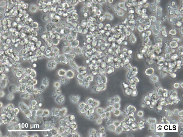 HuT-78 Cells