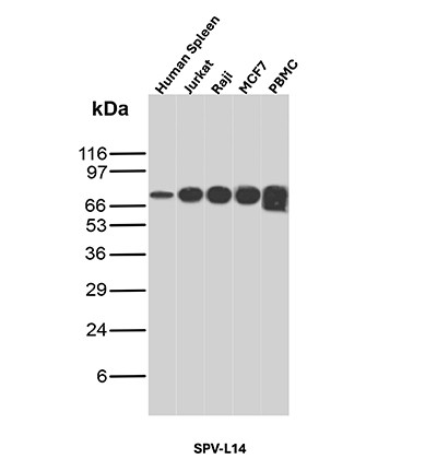 Anti-CD6 (Negative Marker of T-regulatory Cells), clone SPV-L14