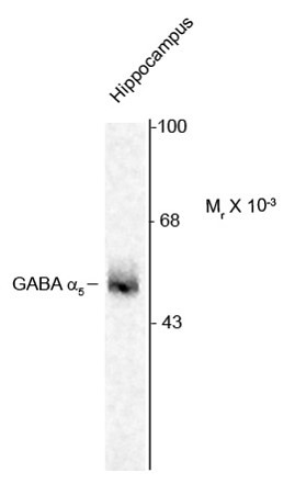 Anti-GABAA Receptor alpha 5