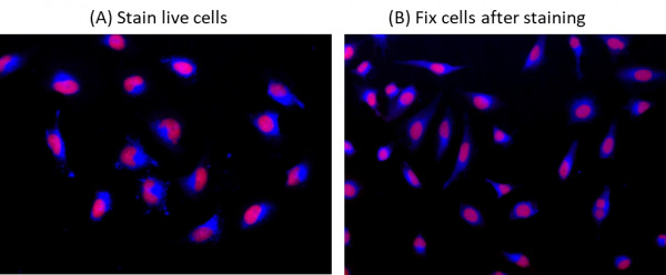 Cell Navigator(TM) Live Cell Endoplasmic Reticulum (ER) Staining Kit *Blue Fluorescence*