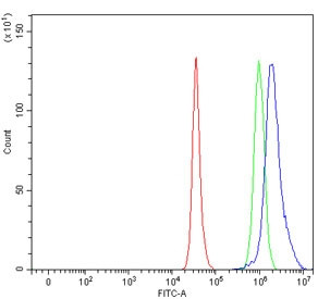 Anti-RPL5 / 60S ribosomal protein L5