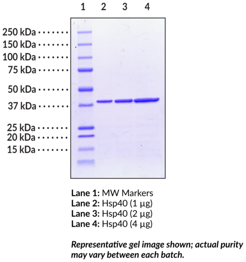 Hsp40 (human recombinant)