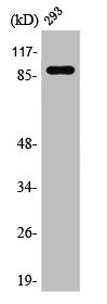 Anti-STAT5A