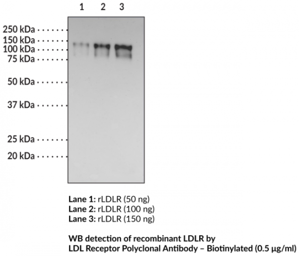 Anti-LDL Receptor - Biotinylated