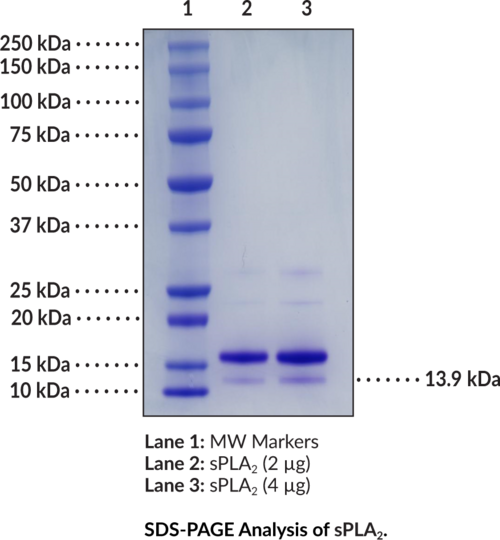 sPLA2 (human, recombinant Type IIA)