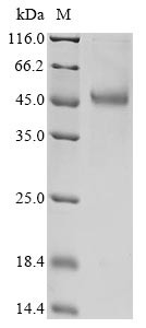 S-adenosylmethionine synthase isoform type-2 (MAT2A), human, recombinant