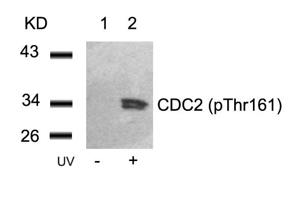 Anti-phospho-CDC2 (Thr161)