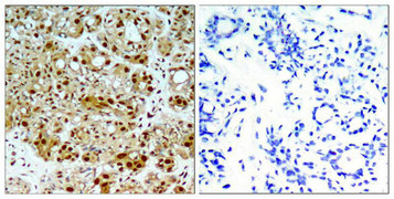 Anti-HSP90AB1 (Ab-254)