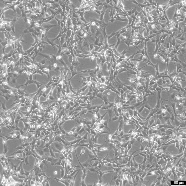 BALB/3T3 clone A31 Cells