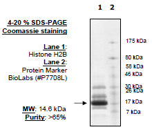 Histone H2b, full length, recombinant protein, N-terminal His-tag