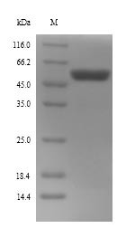 Trigger factor (tig), Escherichia coli O127:H6, recombinant
