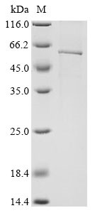 Fatty-acid amide hydrolase 2 (FAAH2), human, recombinant