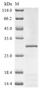 Gamma-aminobutyric acid receptor subunit alpha-1 (GABRA1), partial, human, recombinant