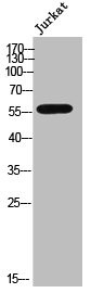 Anti-CYP3A4/CYP3A5 (PACO02544)