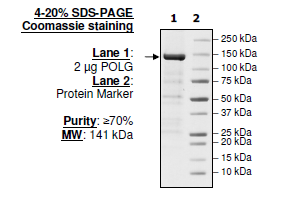 DNA Polymerase Gamma (POLG), N-terminal His-tag and FLAG-tag