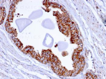 Anti-PMEPA1 / TMEPAI (Tumor Suppressor Oncoprotein) Monoclonal Antibody (Clone: PMEPA1/2696)
