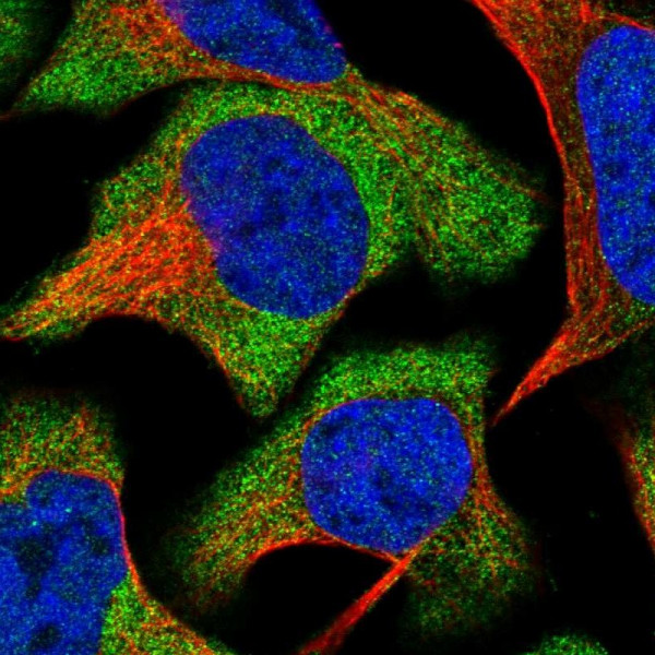 Anti-GPRASP2