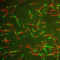 Cycled-Tubulin