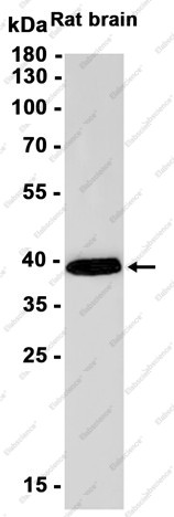 Anti-Recombinant SIRT2, clone C123116