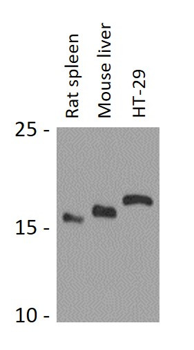 Anti-RPL28
