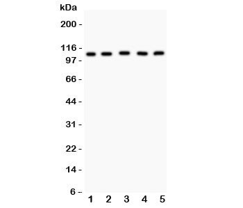 Anti-MSH2