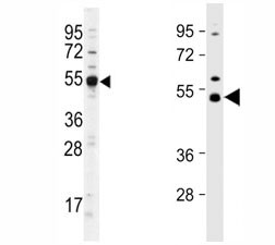 Anti-Dnmt2