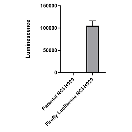 Firefly Luciferase NCI-H929 Cell Line