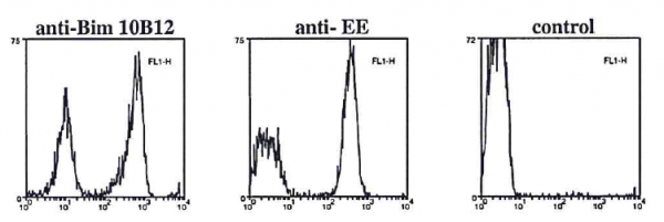 Anti-Bim S/EL/L, clone 10B12