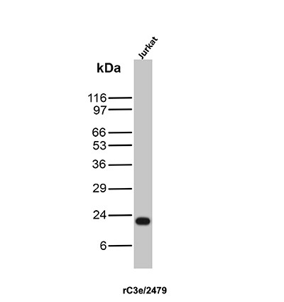 Anti-CD3e (T-Cell Marker), recombinant antibody, clone rC3e/2479